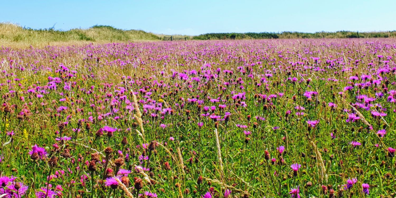 A field of pink or magenta meadow flowers, probably a type of thistle. Beyond the field we can see a grassy bank, a gate, and blue sky above. 