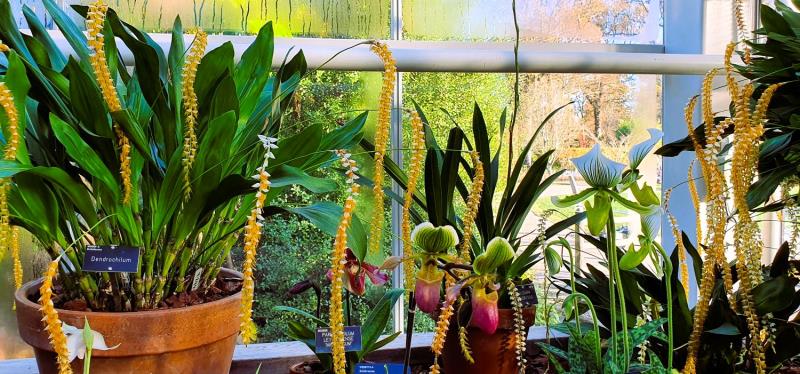 Photograph of various potted plants and orchids displayed on a windowsill with sunlight filtering through large glass panes.