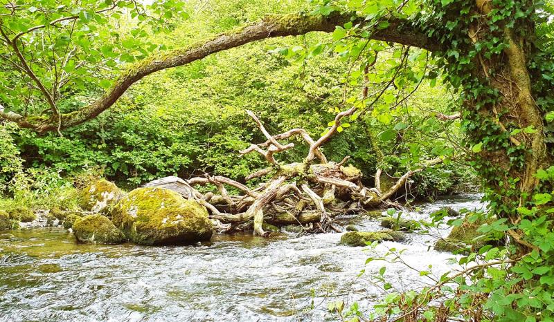 A collection of branches, maybe from a fallen tree, lies in a river, water flowing around it. On the far bank of the river is lots of dense greenery. In the foreground there's an ivy-covered tree, with one of its branches stretching out over the water. 